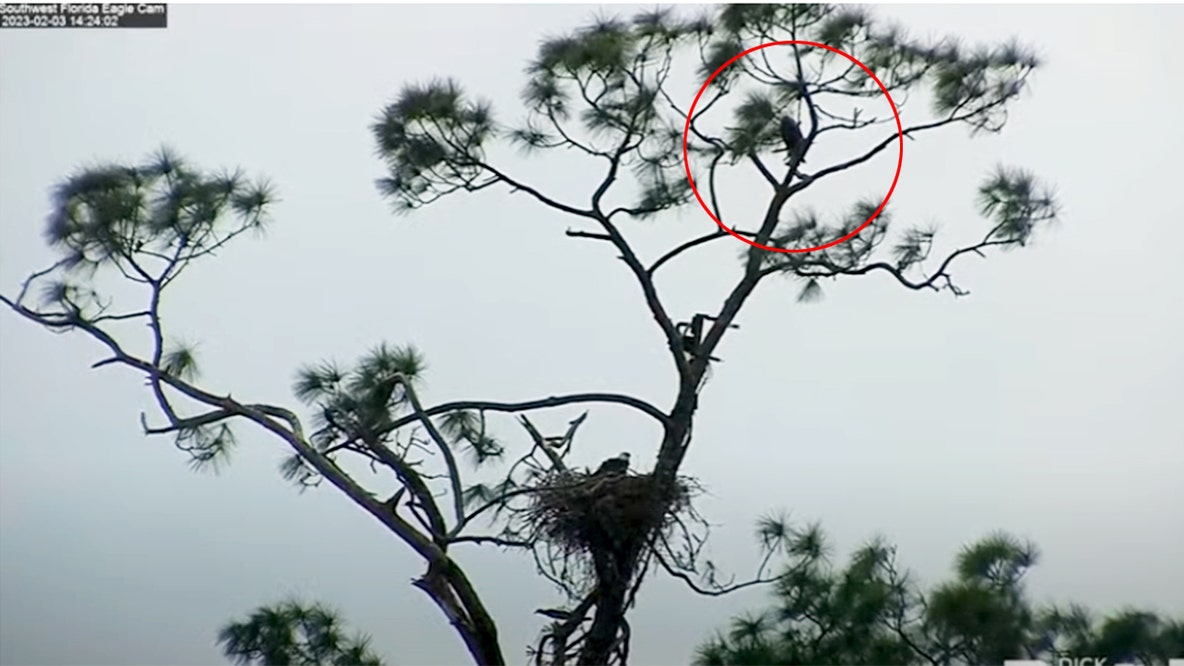 Intruder chased from Harriet & M-15's nest
